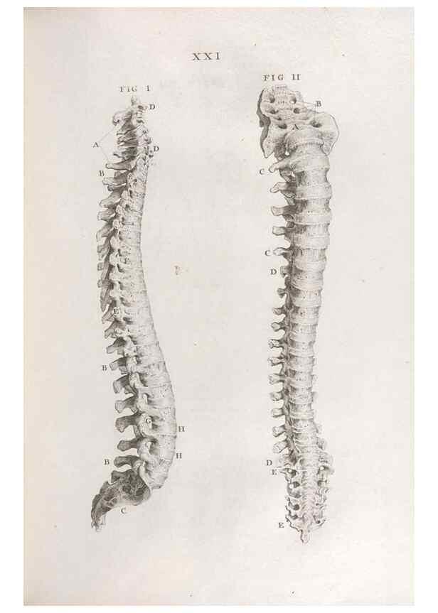 Reproducción/Reproduction 48832434823: Osteographia, or the Anatomy of the Bones.. London,1733.. 