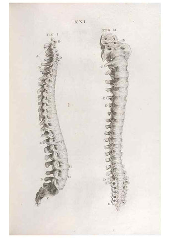 Reproducción/Reproduction 48832434823: Osteographia, or the Anatomy of the Bones.. London,1733.. 