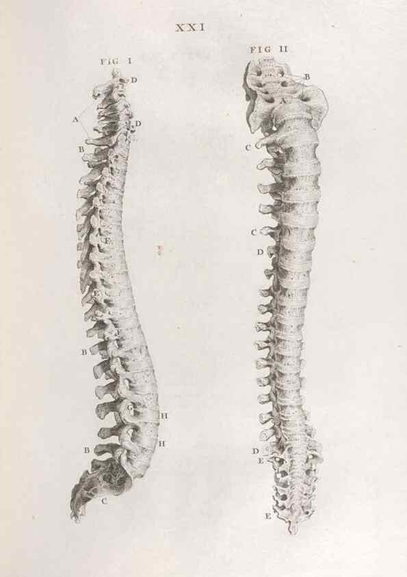 Reproducción/Reproduction 48832434823: Osteographia, or the Anatomy of the Bones.. London,1733.. 