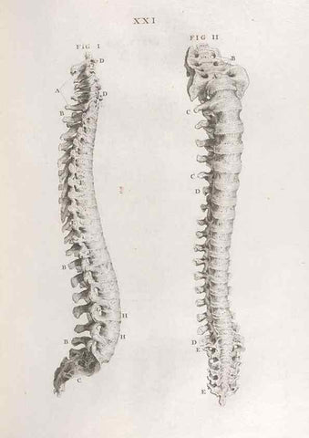 Reproducción/Reproduction 48832434823: Osteographia, or the Anatomy of the Bones.. London,1733.. 