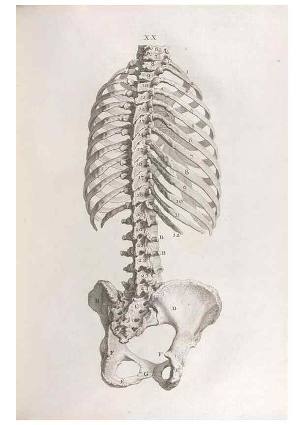 Reproducción/Reproduction 48832971027: Osteographia, or the Anatomy of the Bones.. London,1733.. 
