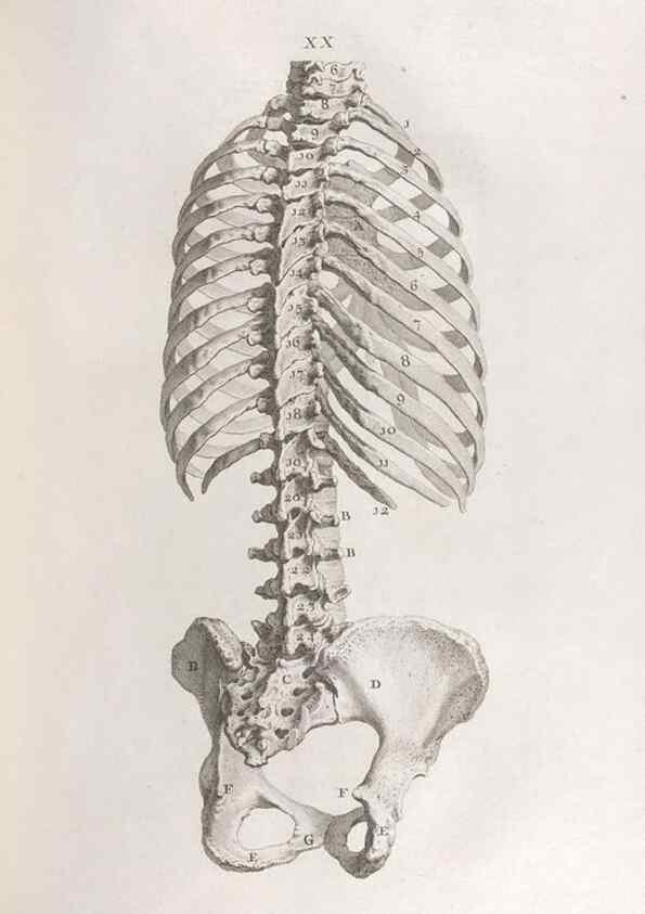 Reproducción/Reproduction 48832971027: Osteographia, or the Anatomy of the Bones.. London,1733.. 