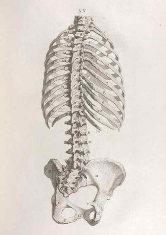 Reproducción/Reproduction 48832971027: Osteographia, or the Anatomy of the Bones.. London,1733.. 