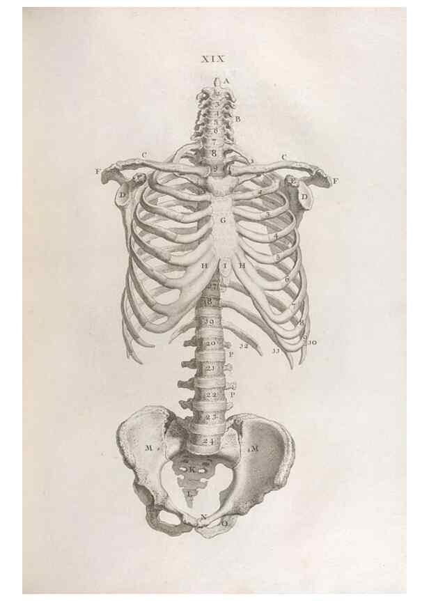 Reproducción/Reproduction 48832970712: Osteographia, or the Anatomy of the Bones.. London,1733.. 