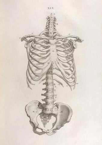 Reproducción/Reproduction 48832970712: Osteographia, or the Anatomy of the Bones.. London,1733.. 