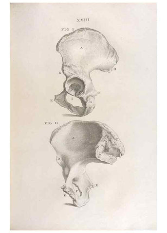Reproducción/Reproduction 48832970277: Osteographia, or the Anatomy of the Bones.. London,1733.. 