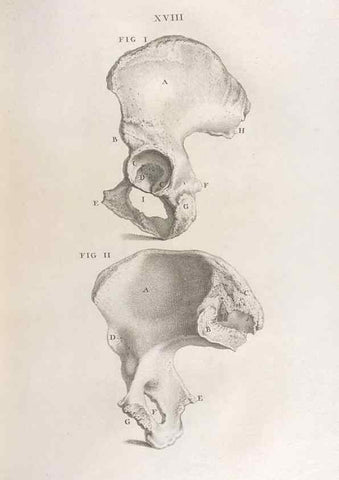 Reproducción/Reproduction 48832970277: Osteographia, or the Anatomy of the Bones.. London,1733.. 