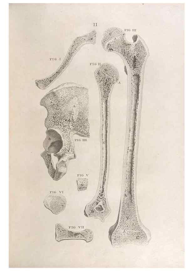 Reproducción/Reproduction 48832793111: Osteographia, or the Anatomy of the Bones.. London,1733.. 