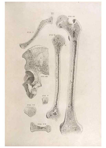 Reproducción/Reproduction 48832793111: Osteographia, or the Anatomy of the Bones.. London,1733.. 