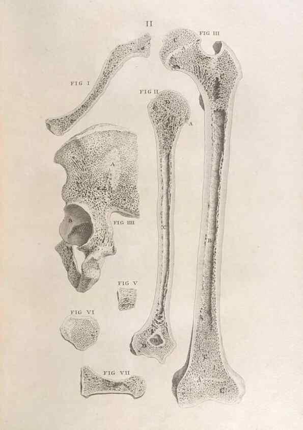 Reproducción/Reproduction 48832793111: Osteographia, or the Anatomy of the Bones.. London,1733.. 