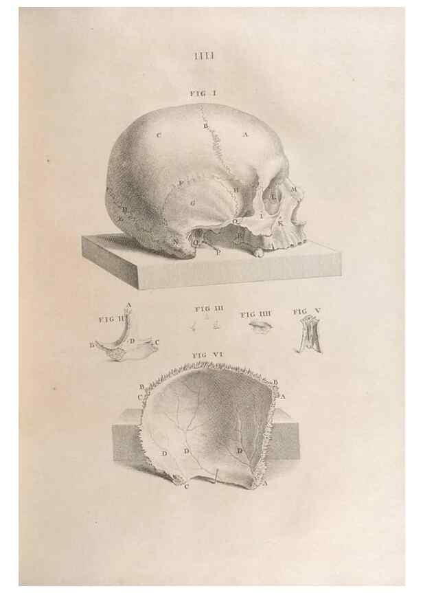 Reproducción/Reproduction 48832964832: Osteographia, or the Anatomy of the Bones.. London,1733.. 