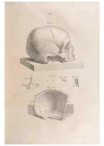 Reproducción/Reproduction 48832964832: Osteographia, or the Anatomy of the Bones.. London,1733.. 