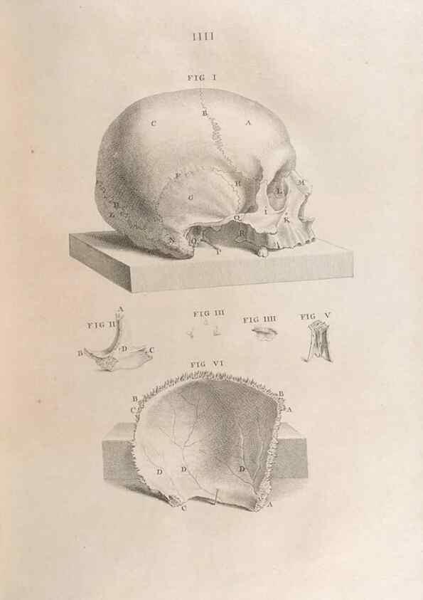 Reproducción/Reproduction 48832964832: Osteographia, or the Anatomy of the Bones.. London,1733.. 