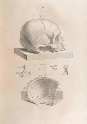 Reproducción/Reproduction 48832964832: Osteographia, or the Anatomy of the Bones.. London,1733.. 