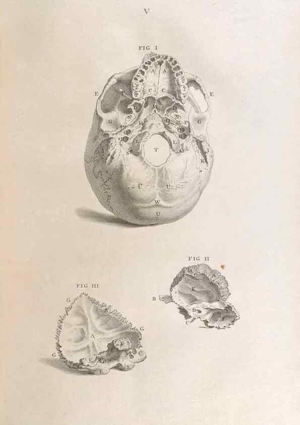 Reproducción/Reproduction 48832428563: Osteographia, or the Anatomy of the Bones.. London,1733.. 