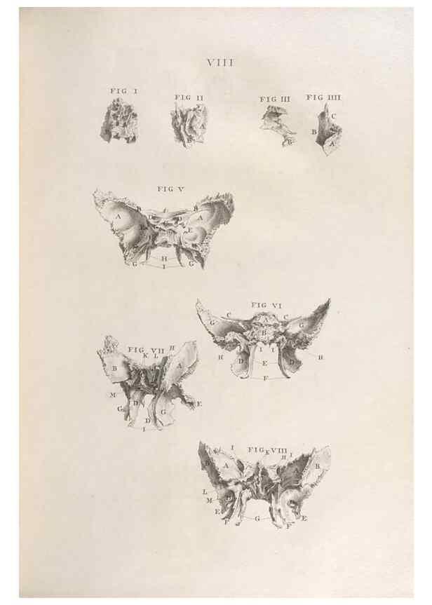 Reproducción/Reproduction 48832795526: Osteographia, or the Anatomy of the Bones.. London,1733.. 