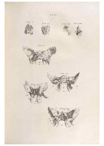Reproducción/Reproduction 48832795526: Osteographia, or the Anatomy of the Bones.. London,1733.. 
