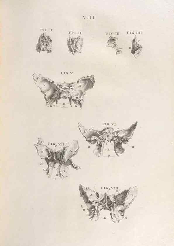 Reproducción/Reproduction 48832795526: Osteographia, or the Anatomy of the Bones.. London,1733.. 