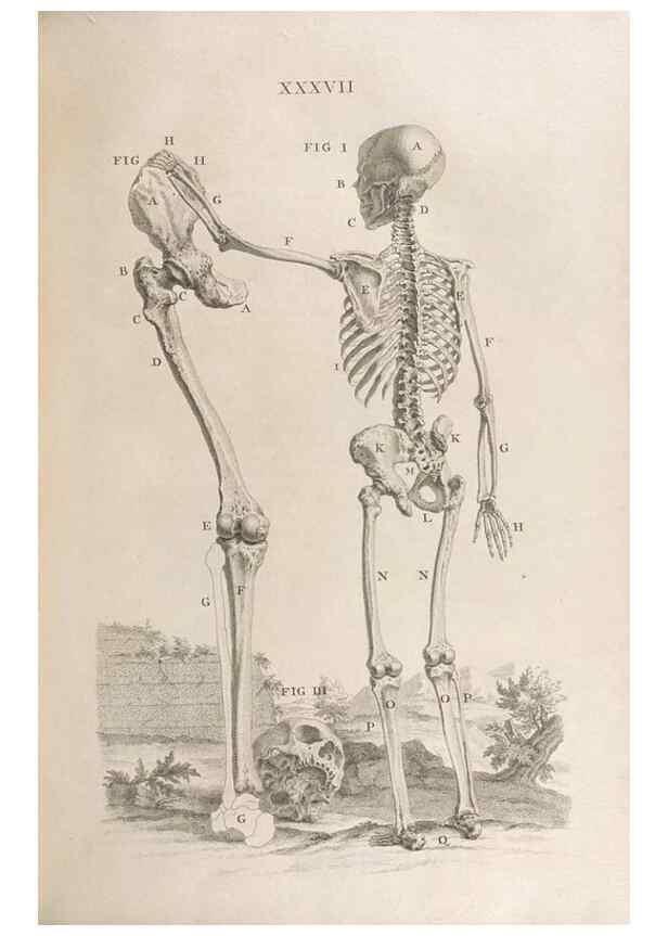 Reproducción/Reproduction 48832806571: Osteographia, or the Anatomy of the Bones.. London,1733.. 