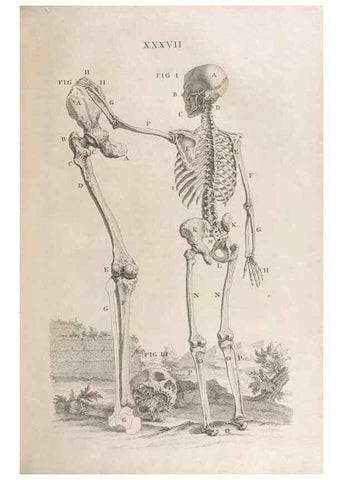Reproducción/Reproduction 48832806571: Osteographia, or the Anatomy of the Bones.. London,1733.. 