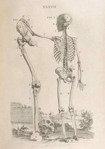 Reproducción/Reproduction 48832806571: Osteographia, or the Anatomy of the Bones.. London,1733.. 