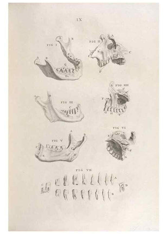 Reproducción/Reproduction 48832795891: Osteographia, or the Anatomy of the Bones.. London,1733.. 
