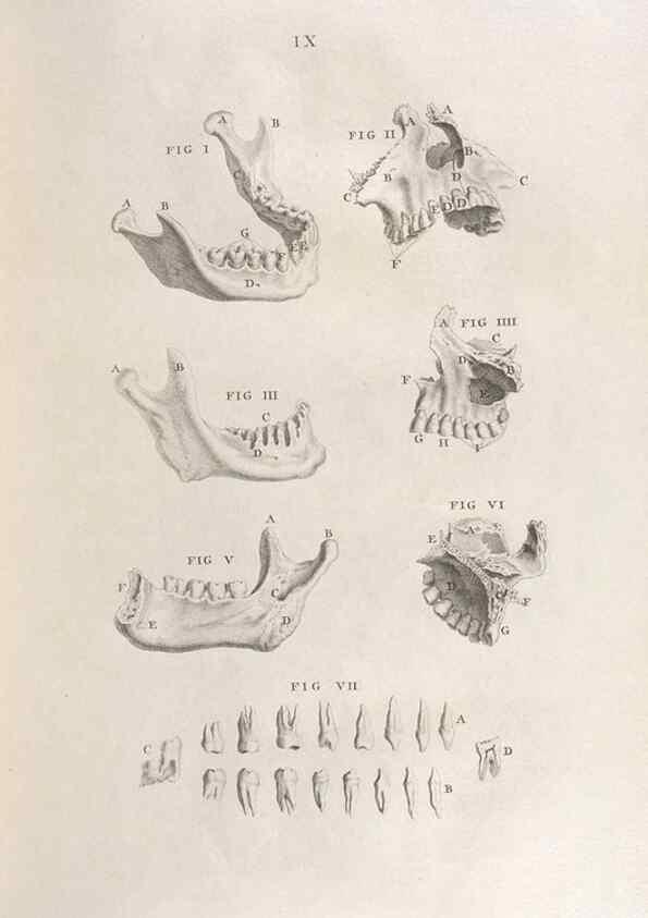 Reproducción/Reproduction 48832795891: Osteographia, or the Anatomy of the Bones.. London,1733.. 