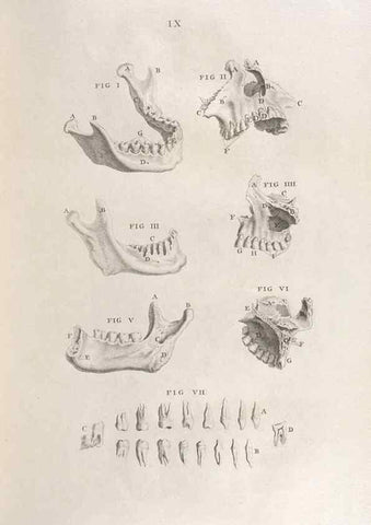 Reproducción/Reproduction 48832795891: Osteographia, or the Anatomy of the Bones.. London,1733.. 