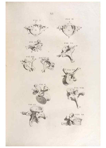 Reproducción/Reproduction 48832967237: Osteographia, or the Anatomy of the Bones.. London,1733.. 