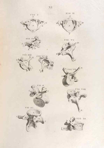 Reproducción/Reproduction 48832967237: Osteographia, or the Anatomy of the Bones.. London,1733.. 