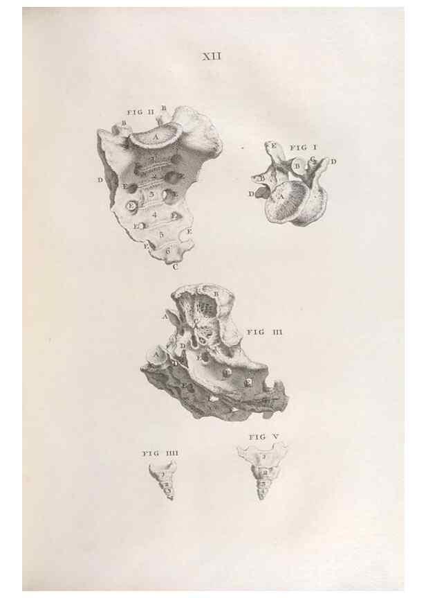 Reproducción/Reproduction 48832967637: Osteographia, or the Anatomy of the Bones.. London,1733.. 