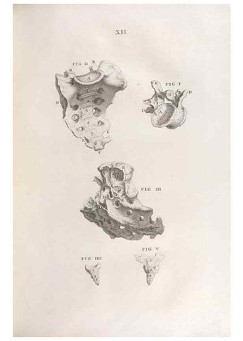 Reproducción/Reproduction 48832967637: Osteographia, or the Anatomy of the Bones.. London,1733.. 