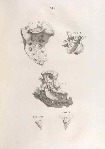 Reproducción/Reproduction 48832967637: Osteographia, or the Anatomy of the Bones.. London,1733.. 