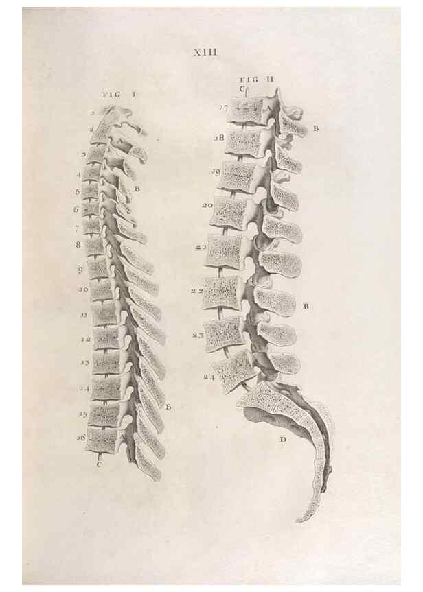 Reproducción/Reproduction 48832968012: Osteographia, or the Anatomy of the Bones.. London,1733.. 