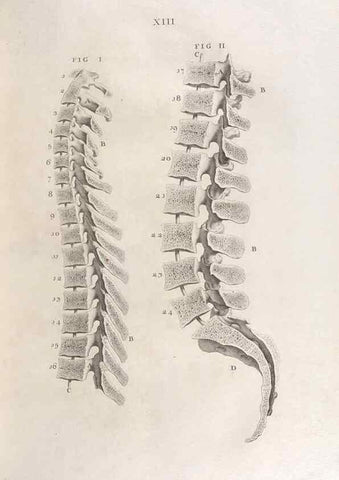 Reproducción/Reproduction 48832968012: Osteographia, or the Anatomy of the Bones.. London,1733.. 