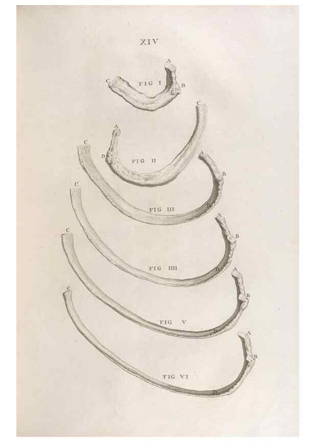 Reproducción/Reproduction 48832968552: Osteographia, or the Anatomy of the Bones.. London,1733.. 