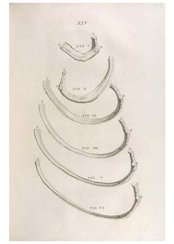 Reproducción/Reproduction 48832968552: Osteographia, or the Anatomy of the Bones.. London,1733.. 
