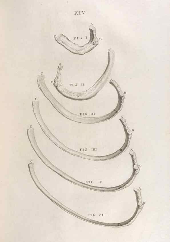 Reproducción/Reproduction 48832968552: Osteographia, or the Anatomy of the Bones.. London,1733.. 