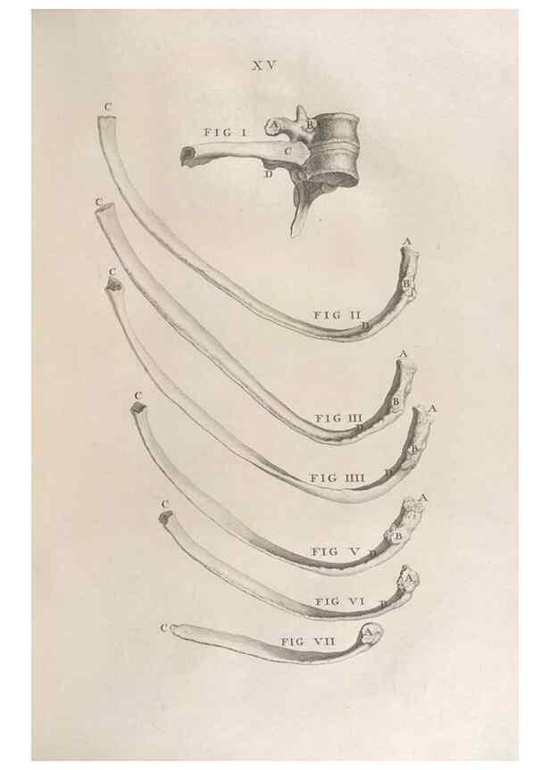 Reproducción/Reproduction 48832798231: Osteographia, or the Anatomy of the Bones.. London,1733.. 