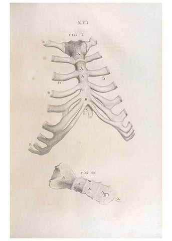 Reproducción/Reproduction 48832798686: Osteographia, or the Anatomy of the Bones.. London,1733.. 