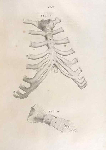 Reproducción/Reproduction 48832798686: Osteographia, or the Anatomy of the Bones.. London,1733.. 