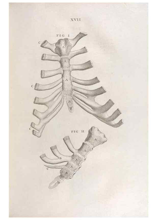 Reproducción/Reproduction 48832969902: Osteographia, or the Anatomy of the Bones.. London,1733.. 