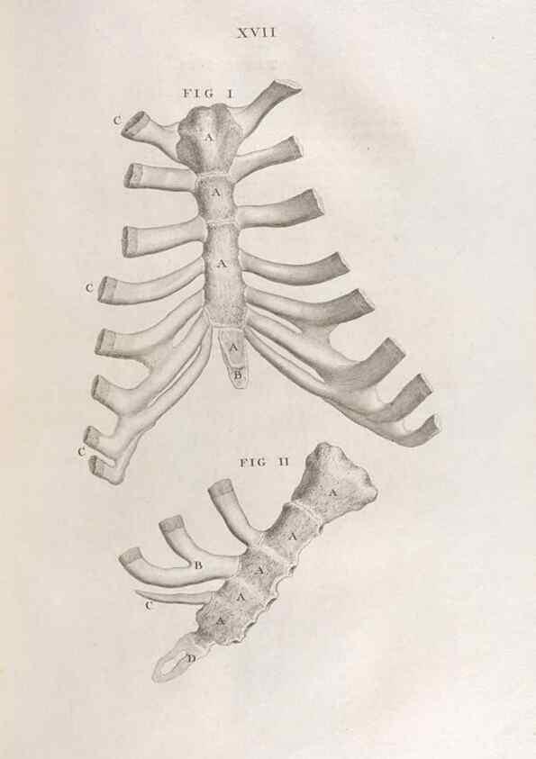 Reproducción/Reproduction 48832969902: Osteographia, or the Anatomy of the Bones.. London,1733.. 