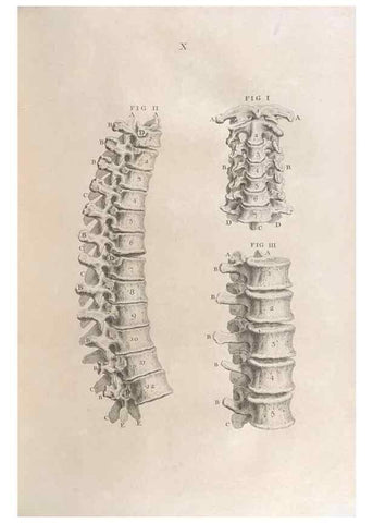 Reproducción/Reproduction 48832966887: Osteographia, or the Anatomy of the Bones.. London,1733.. 