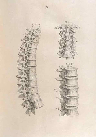 Reproducción/Reproduction 48832966887: Osteographia, or the Anatomy of the Bones.. London,1733.. 