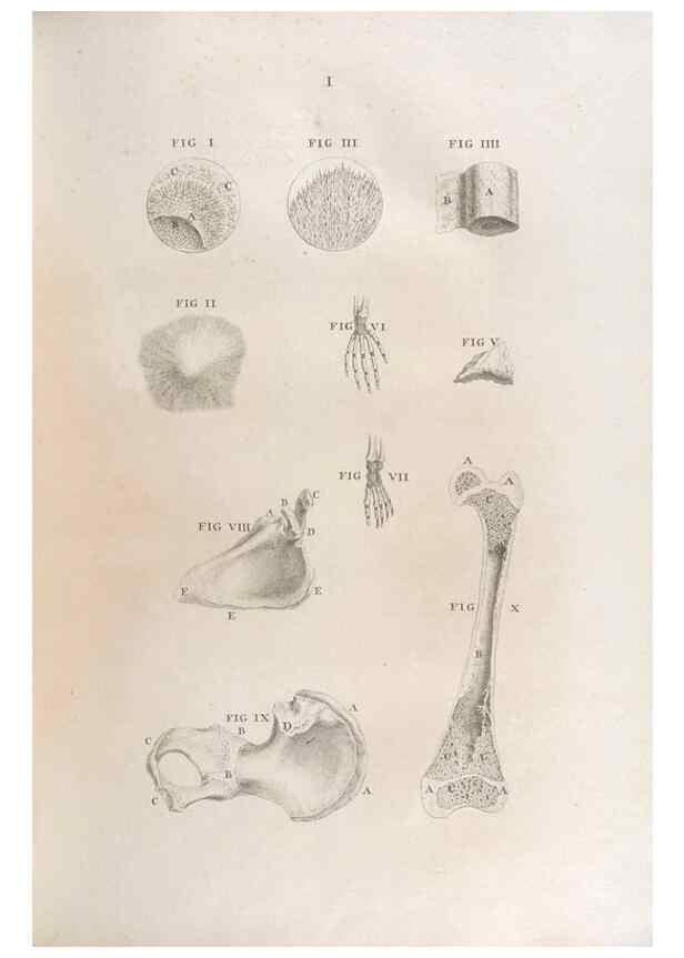 Reproducción/Reproduction 48832963467: Osteographia, or the Anatomy of the Bones.. London,1733.. 