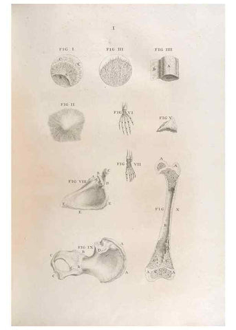 Reproducción/Reproduction 48832963467: Osteographia, or the Anatomy of the Bones.. London,1733.. 