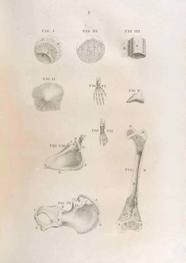 Reproducción/Reproduction 48832963467: Osteographia, or the Anatomy of the Bones.. London,1733.. 