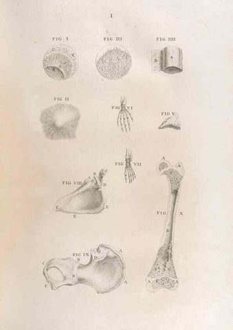 Reproducción/Reproduction 48832963467: Osteographia, or the Anatomy of the Bones.. London,1733.. 
