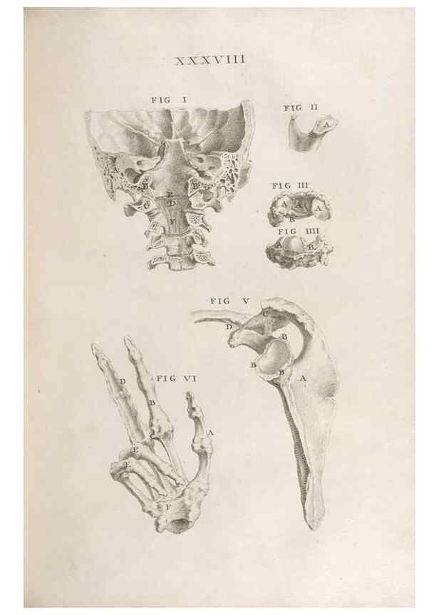 Reproducción/Reproduction 48832806926: Osteographia, or the Anatomy of the Bones.. London,1733.. 